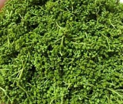 花山椒　クール便　奈良県西吉野産直　1000g 花山椒 クール便 奈良県西吉野産直 1000g - メルカリ