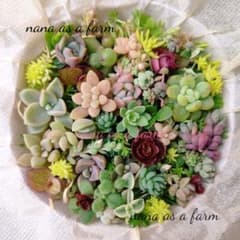 ネコポス発送 s9 多肉植物ちま寄せ植え セット - メルカリ