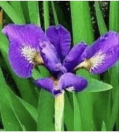 カキツバタ　羅生門　水生植物　2株のサムネイル