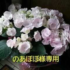のあぽぽ♡様専用のサムネイル