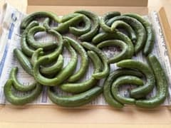 とまとショップさん専用です　秋田県産　露地きゅうり　曲がり小さめ750gのサムネイル