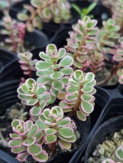 多肉植物 セダム 斑入り トリカラー 抜き苗 1ポット - メルカリ