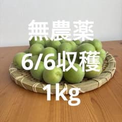 sooooon〜様専用　I kg新鮮な青梅 収穫したてのサムネイル