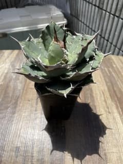 アガベ チタノタ 鉢植えのサムネイル