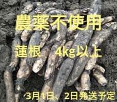 自家栽培農薬不使用　愛知県産れんこん　4㎏以上のサムネイル