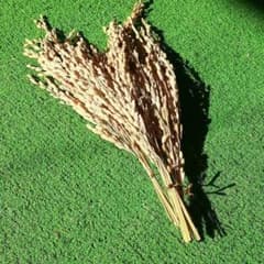 稲穂　ハンドメイド３束ずつ。のサムネイル
