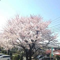 いつき様専用のサムネイル