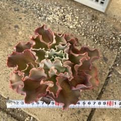 シャビアナのサムネイル