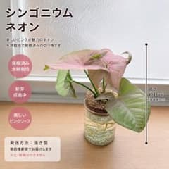 シンゴニウム ネオン ✴︎ 水耕栽培 発根済み 切り株のサムネイル