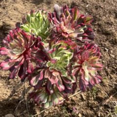 多肉植物。 銅花順法師錦抜き苗（2色枝）26頭 多肉植物。銅花順法師錦カット苗6頭 - メルカリ