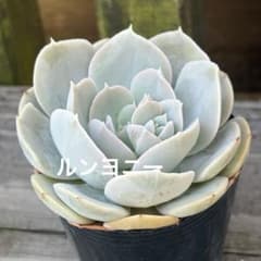 多肉植物 抜き苗 エケベリア ルンヨニー - メルカリ