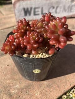 レッドベリー⑪ 6㎝ポット抜き苗 多肉植物 - メルカリ