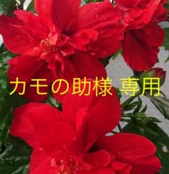 カモの助様 専用 底板のサムネイル