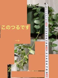 エスキナンサス タイピンクのサムネイル