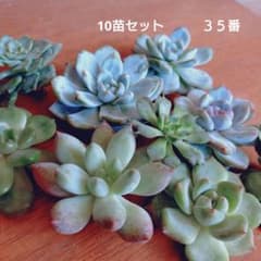 35番]10苗セット カット苗 多肉植物 ゆうパケットポスト発送 - メルカリ