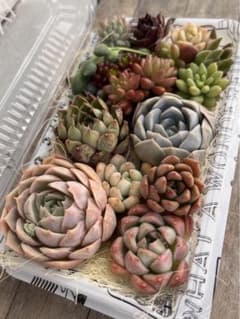 多肉 多肉植物 多肉寄せ植え 寄せ植え 多肉弁当のサムネイル