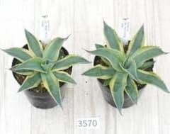 ☆アガベ☆オバティフォリア オルカ☆希少☆4号ポット☆1ポット☆23日