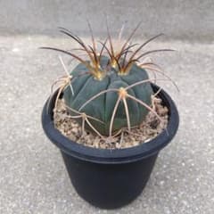 ☆サボテン 天平丸 ギムノカリキウム 実生 - メルカリ