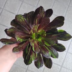 多肉植物アエオニウム　ビッグバン　カット苗のサムネイル