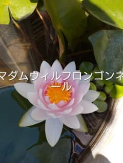 耐寒性睡蓮　マダムウィルフロンゴンネールのサムネイル