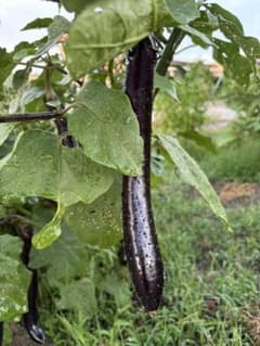 茄子ピーマン、山口県の野菜詰め合わせのサムネイル