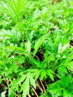 北海道産　天然　ヨモギ　2キロのサムネイル