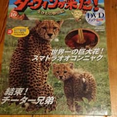 ダーウィンが来た！DVD開封済みのサムネイル