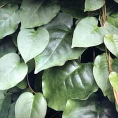 オカワカメやキクイモその他の野菜のサムネイル