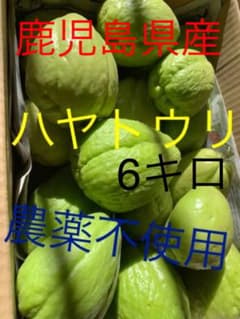 ハヤトウリのサムネイル