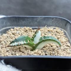 アガベ チタノタ 「太陽神錦」極白中斑錦 特白 明錦 極上美株 - メルカリ