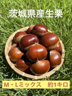 茨城県産生栗 M・Lミックス 約1キロ - メルカリ