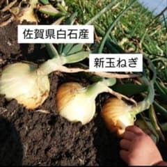 佐賀県白石産　新玉ねぎ　10kgのサムネイル