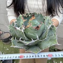 は*こ様 アガベ チタノタ 白鯨超大株 包葉株 ホイルタイプ コレクション株 989 アガベ チタノタ 精品白鯨 包葉株 ホイルタイプ 大株 - メルカリ
