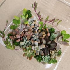 多肉弁当　カット苗　おまかせ　寄せ植えのサムネイル