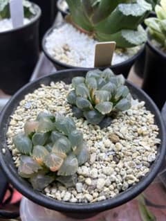 Top【選抜株】多肉植物　19930ハオルチア 氷灯錦　10個　鉢無し/脱土 多肉植物 ハオルチア 氷灯オブツーサ錦 2本 - メルカリ