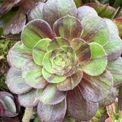 多肉植物。 アエオニウム花月夜法師錦カット苗1頭 - メルカリ