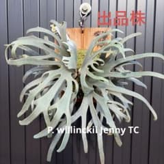 ビカクシダ P. willinckii Jenny TC 板付 中株 - メルカリ