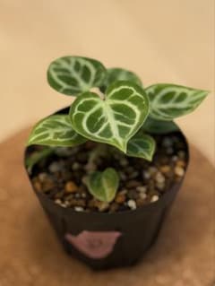 アンスリウム ドラヤキ Anthurium ‘Dorayaki’ ②のサムネイル