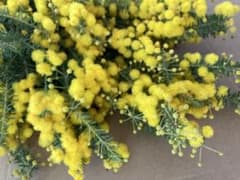 Ne* ④ ミモザ　生花　ゴールデントップ　スワッグ　リース　フレッシュ Ne*様専用 ④ ミモザ 生花 ゴールデントップ スワッグ リース