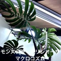 モンステラデリシオーサマクロコズム超希少系統鉢植え89㎝ - メルカリ
