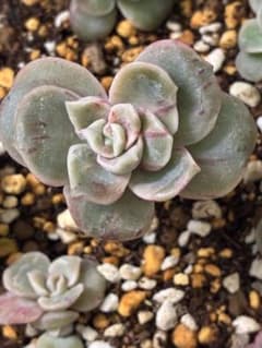 ラブリーローズ錦＊赤斑G 抜き苗 - メルカリ