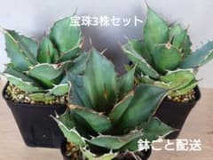 【強棘・宝珠3株】アガベ チタノタ ホウジュ 厳選株 プレステラ鉢ごと発送のサムネイル
