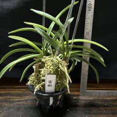 富貴蘭　無双達磨縞　レア品　メルカリ便 風蘭 富貴蘭 「富嶽」 - メルカリ