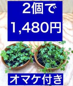 もりとも5846様 リクエスト 2点 まとめ商品のサムネイル