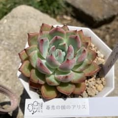 多肉植物　ココベリア命名　スリジエ　札付き　メルカリ便 多肉植物 苺恋の国のアリス（ココニコさん苗）札付き - メルカリ