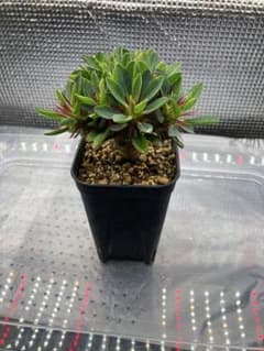 ユーフォルビア ギラウミニアナ 実生 塊根植物のサムネイル