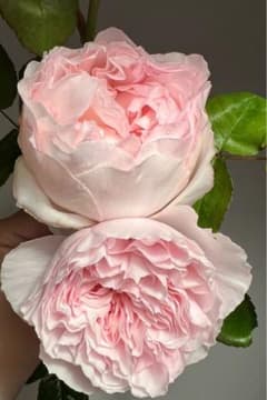 バラ苗(20）四季咲き 超強健 レア 強香切花 長花持ち イブ トゲ無し