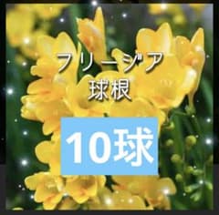 フリージア 球根 黄色 - 3