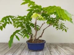 一才藤　盆栽　寄せ植えのサムネイル