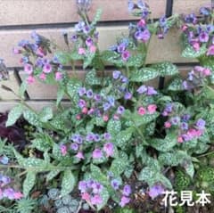 ☘️プルモナリア苗 ※ 宿根草 ※ 5 株入り※ ネコポス発送のサムネイル